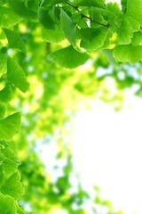 Fototapeta na wymiar Ginkgo biloba leaves