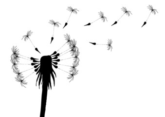 Vector illustration of blowing dandelion