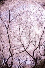 上野公園の桜並木