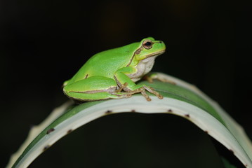 Hyla arborea