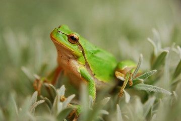 Hyla arborea