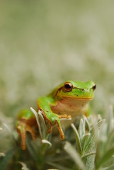 Hyla arborea