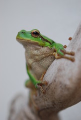 Hyla arborea