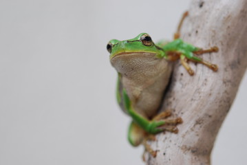 Hyla arborea