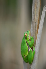 Hyla arborea