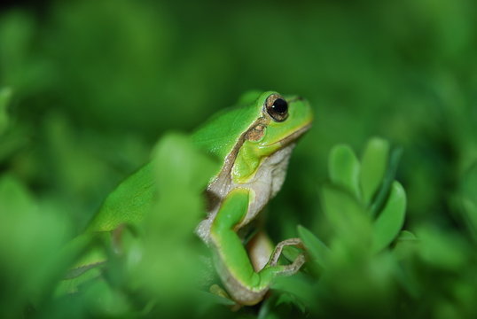 Hyla arborea