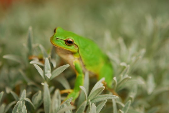 Hyla arborea