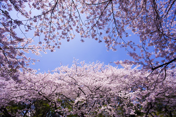 上野公園の桜並木