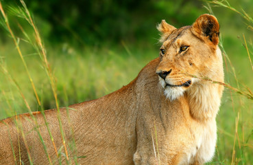 Beautiful wild africam lioness