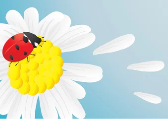 Poster zomercompositie met helder lieveheersbeestje © pressmaster