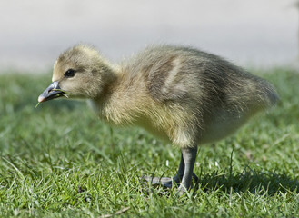 Greylag gooseling (Anser anser)