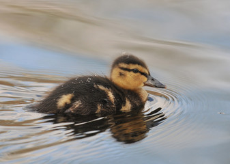 Duckling (Anas Platyrhynchos)