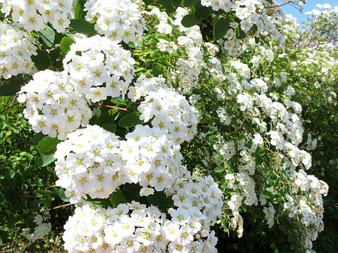 Spierstrauch - Spirea