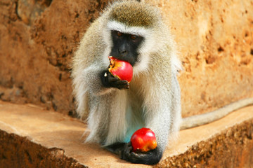 Portrait of wild hungry monkey