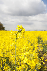 mustard flower