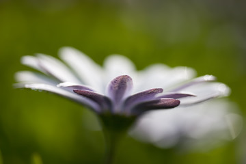 Fototapeta premium Blume