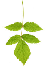 tree leaf isolated on the white  background.