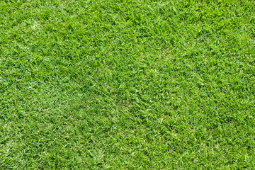Fototapeta premium Fussballrasen