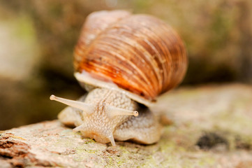 Schnecke auf Holz