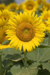 Fototapeta premium ヒマワリ畑