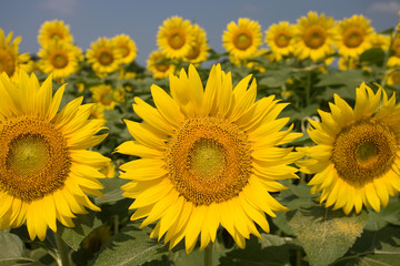 Fototapeta premium ヒマワリ畑