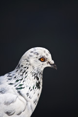 Taubenportrait