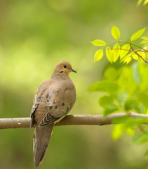 Mourning Dove, Zenaida macroura