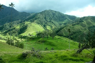 Fototapeten Cocora valley and the wax palms. Quindio. Andes. Colombia. © Toniflap