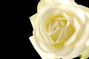 Beautiful White rose isolated on black