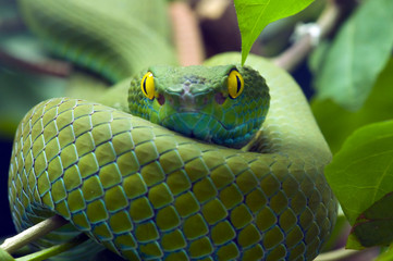 Naklejka premium Green snake