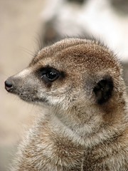 Surykatka - kot jeziorowy © multiverde