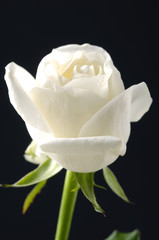 White rose .macro