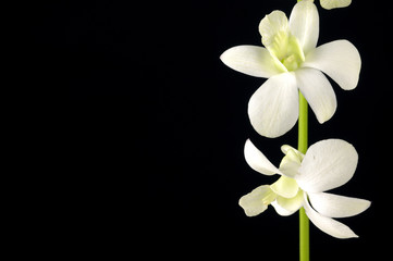 Fototapeta na wymiar Border of beautiful orchid