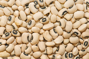 textuta de alubias con pintas