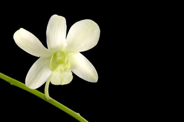 Fototapeta na wymiar White orchid on black