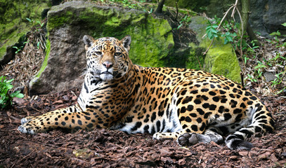 Jaguar lying in the sun looking at camera