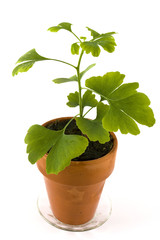 Ginkgo biloba-1