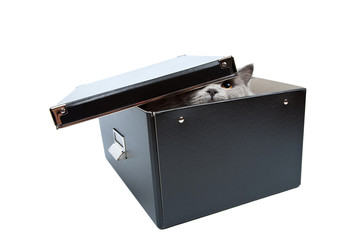 british cat hiding in black box isolated