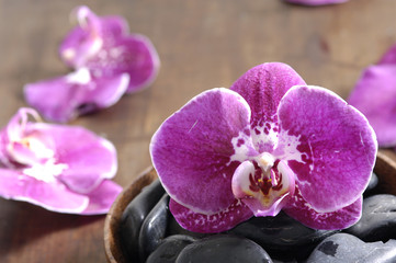 aromatherapy essential-purple orchids in wooden bowl