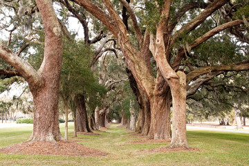 Columns of Old Oak Trees