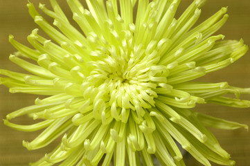 Center of green chrysanthemum