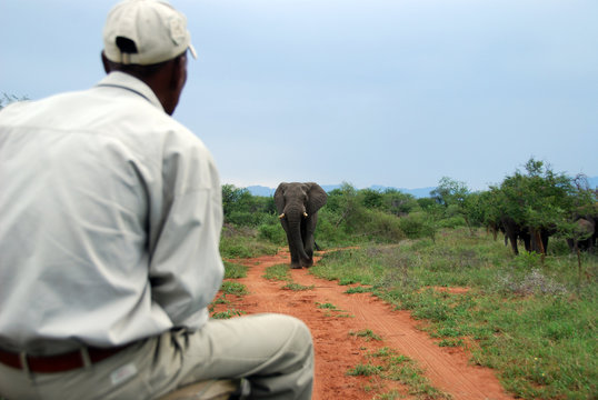 Fototapeta elefante nel parco Chobe