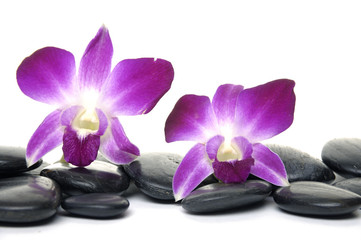 Obraz na płótnie Canvas Purpurowa orchidea i czarne kamienie