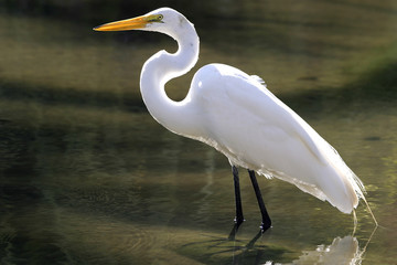 Weißer Reiher vom Licht geküßt