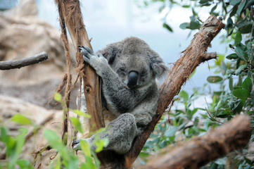 koala sleeps in a eucalyptus tree