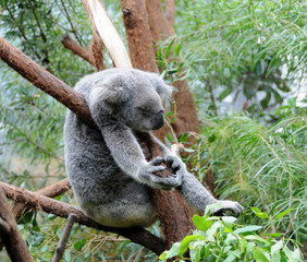 koala sleeps in a eucalyptus tree