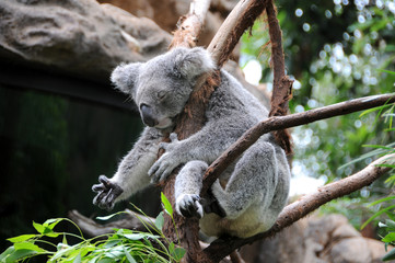 koala sleeps in a eucalyptus tree © gsmcity
