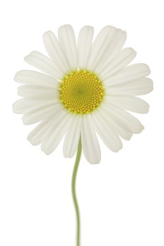 Tanacetum cinerariifolium