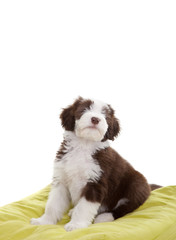 Bearded collie pup