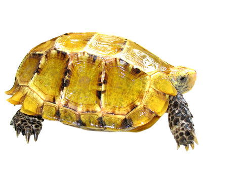 pet turtle impressa Impressed tortoise